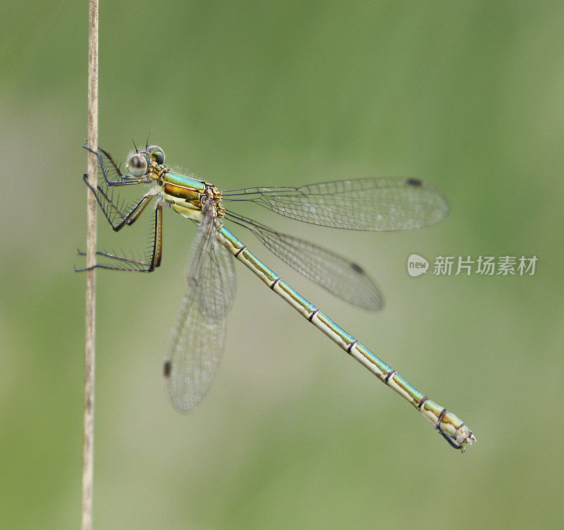 普通翡翠豆娘(Lester sponsa)雌性